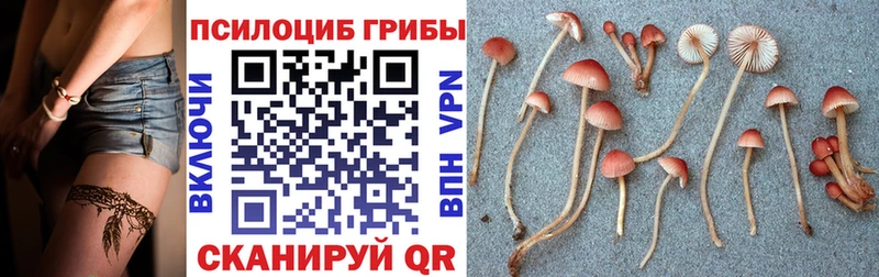 магазин продажи   Изобильный  Галлюциногенные грибы Psilocybine cubensis 